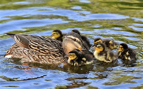 Mallard Ducklings Duck Chicks Cute Small Swim Water Bird