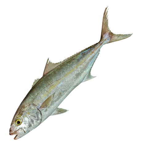 Greater Amberjack