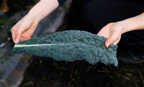 カーボロネロってどんな野菜？育て方やレシピをチェック！ 育てて食べようユニーク野菜｜耕うん機｜honda