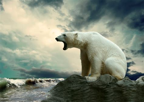 Les Ours Polaires Sont Menac S De Disparition D Ici La Fin Du Si Cle