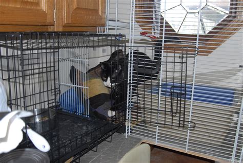 Cat Enclosure - Tunnel, Save Space ('CatWalk Is My Road' - AKahn ...