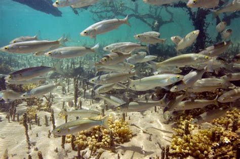 Yellow Eyed Mullet Coastal Fish Te Ara Encyclopedia Of New Zealand