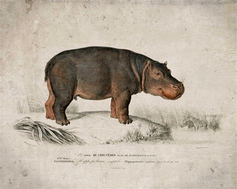 Hippo Vintage Print Hippo Poster Hippo Art Hippo Picture | Etsy