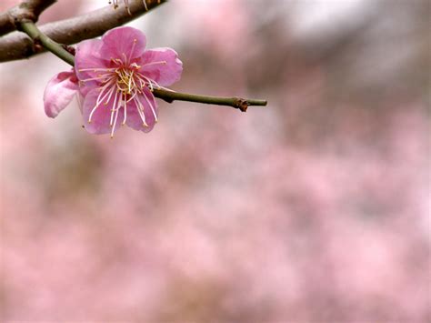 Fondos De Pantalla Naturaleza Cielo Rama Flor De Cerezo Rosado