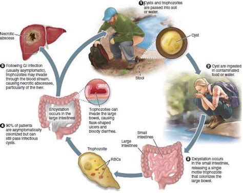 Immune Dysfunction During Enteric Protozoal Infection The Current Trends Intechopen