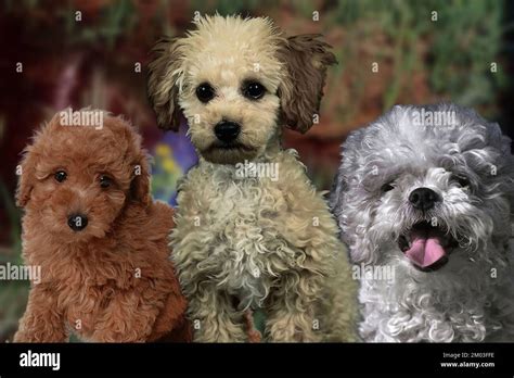 Close Up Toy Poodle Puppy Hi Res Stock Photography And Images Alamy