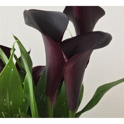 Montevideo Supreme Calla Lily Bulb 1416cm Dark Purple