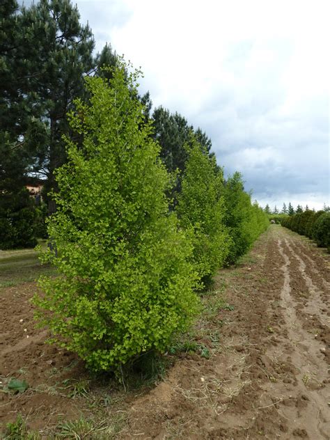 Ginkgo Biloba Fastigiata Blagon Guillot Bourne