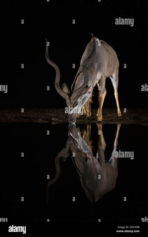 Greater Kudu Tragelaphus Strepsiceros Drinking At Night Zimanga Game