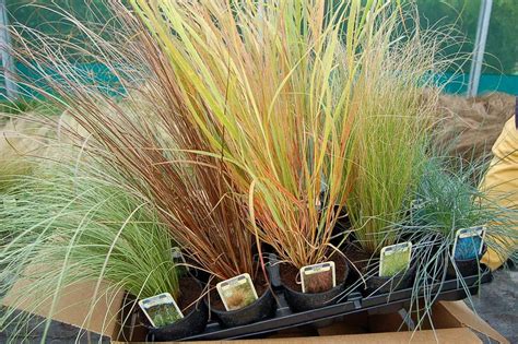 15 Short Ornamental Grass Collection In 105cm Pots From Specialist