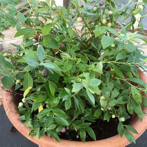 Pot Grown Blueberry Bush Ozark Blue ScotPlants Direct UK