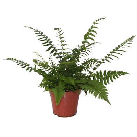 polystichum munitum plant wholesale floraccess