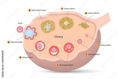 Ovarian Cycle Diagram Ovulation Anatomy Of Female Egg Cell