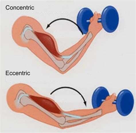 Exercise focusing concentric and eccentric | Download Scientific Diagram