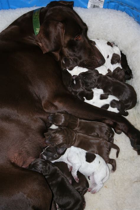 Mapleton Farm Sales List: ELEVEN GSP PUPPIES!