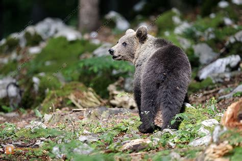 Europ Ischer Braunb R Halberwachsen Bild Bestellen Naturbilder Bei