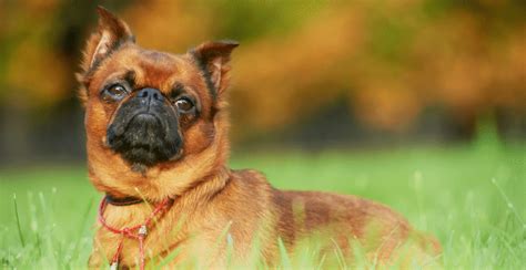 Brussels Griffon Dog Breed Information Breed Advisor