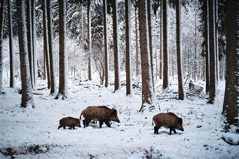 Are Wild Boar Good or Bad? The Answer Is Complicated