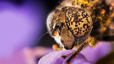 Fondos De Pantalla X Px Abeja Abejas Flor Flores Insecto