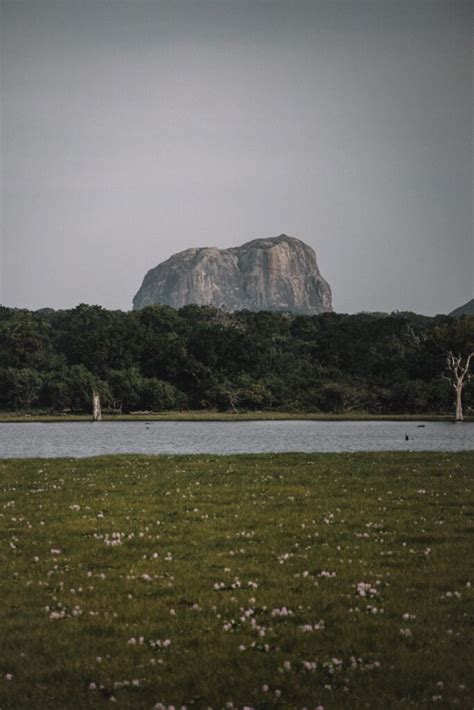 Ga Op Safari In Sri Lanka Dit Zijn De Beste Plekken Reispackers