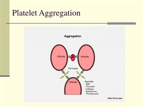 Ppt Management Of The Bleeding Patient Powerpoint Presentation Id