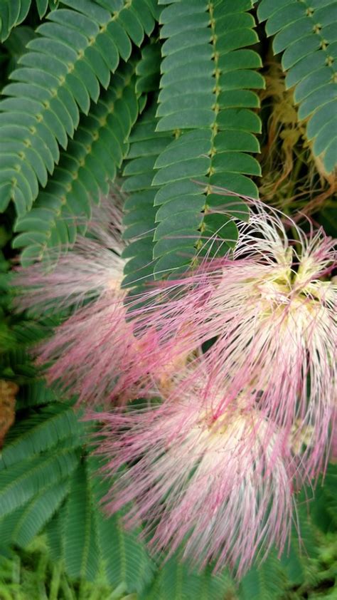 2 00PM Water Cooler 6 13 2017 Naked Capitalism