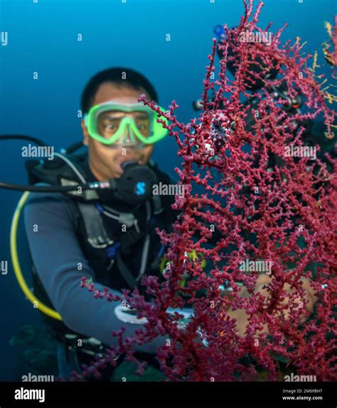 A Scuba Diver Underwater Near A Coral In The Philippine Sea On May