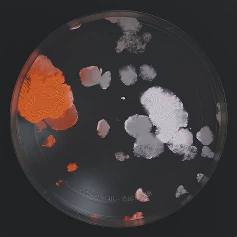 Cottontail - You know, we did in fact release a song called 'The Germ