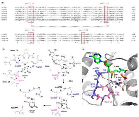 Genes Free Full Text Eukaryotic Methylcytosine M C Rna