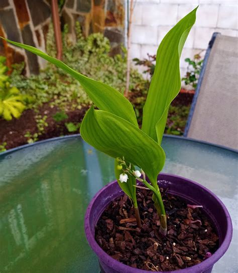 Biosfera Vegetal Lirio De Los Valles O Muguet Convallaria Majalis L