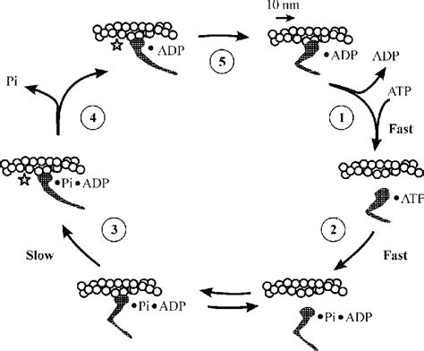 Cross Bridge Cycle And Actin Activated Myosin Atpase Cycle Shown