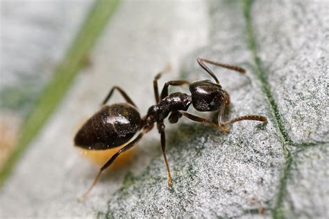 Odorous House Ants And Pest Removal Columbus Ohio Buckeye Wildlife Solutions