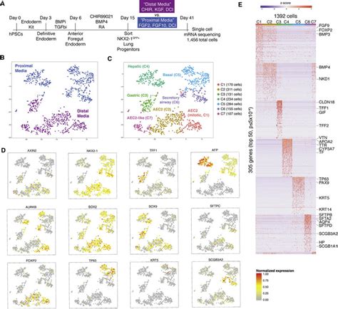 Single Cell Transcriptomic Comparison Of Hpsc Derived Airway And