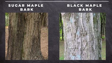 Maple Tree Identification A Complete Guide Growit Buildit