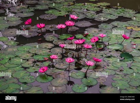 Northern Thailand Flower Hi Res Stock Photography And Images Alamy