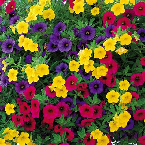 Gold And Bold Minifamous Calibrachoa Pack Of 6 Hanging Baskets Le