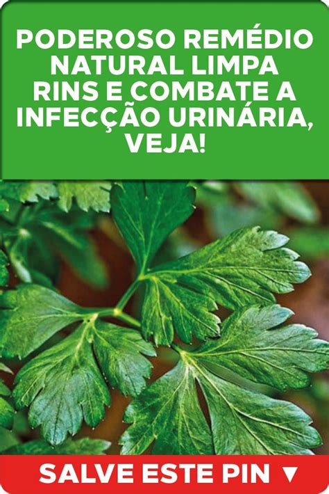 Poderoso Rem Dio Natural Para Limpar Rins E Combater Infec O Urin Ria