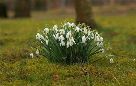 Signs Of Spring Facts For Kids National Geographic Kids