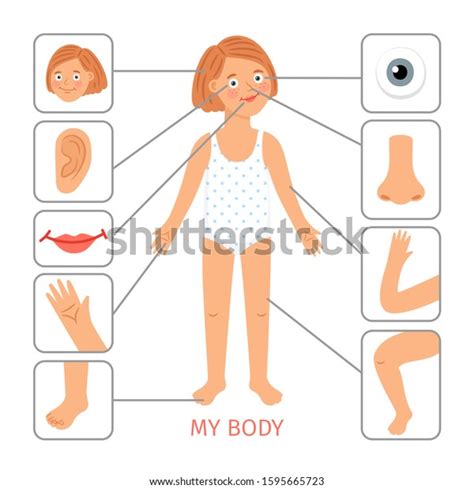 Girl Body Parts Preschool Female Child Vetor Stock Livre De Direitos