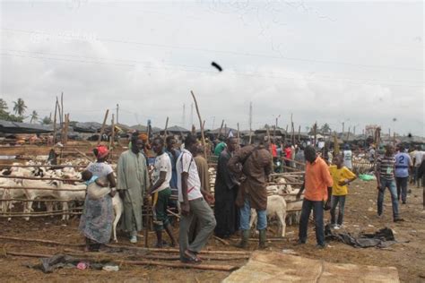 Tabaski Ambiance Dans Les Abattoirs Et Lieux De Vente De B Tail