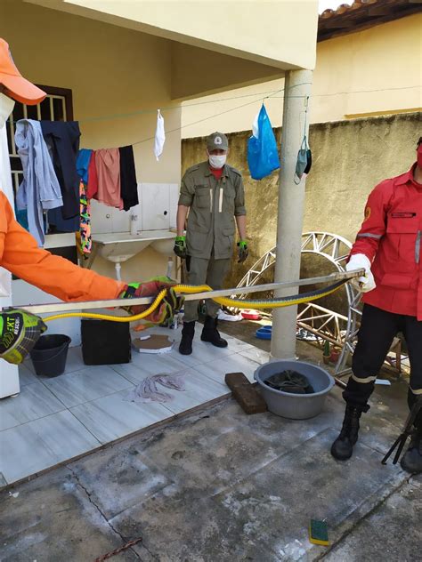 Morador Encontra Cobra Na Cozinha De Casa Em Piripiri E Aciona Corpo De