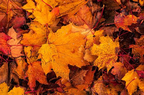 Autumn Leaves Fall Nature - Free photo on Pixabay - Pixabay