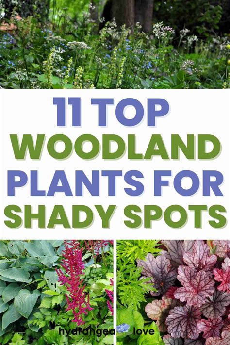 11 Favorite Woodland Plants for Shade - Hydrangea Love