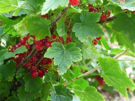 stock photo  red currant