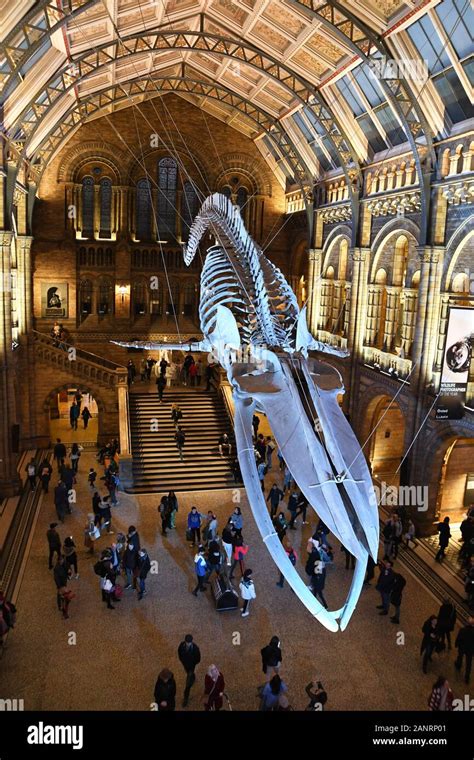 Hope The Blue Whale Skeleton In The Hintze Hall At The Natural