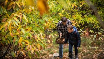 The history of the chestnut Cévennes Tourism