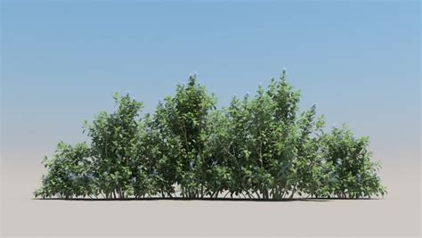 3D Shrubs 60 TurboSquid 1381776