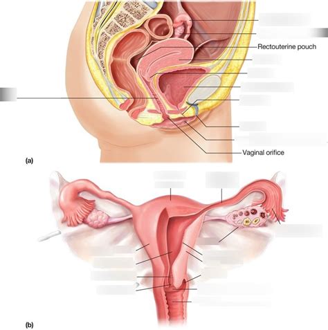 Parts Of Reproductive System