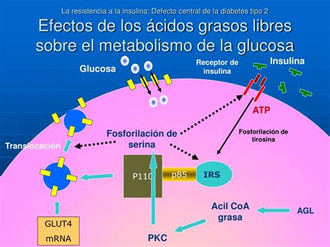 Ppt La Resistencia A La Insulina Defecto Central De La Diabetes Tipo 2 Powerpoint