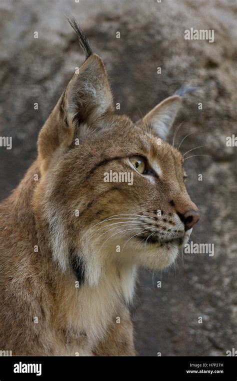 Eurasian Lynx Lynx Lynx Portrait Native To Europe And Siberia San